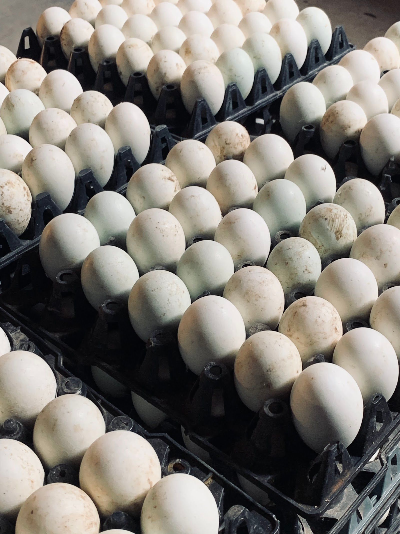 Những khay trứng vịt xếp kín.
